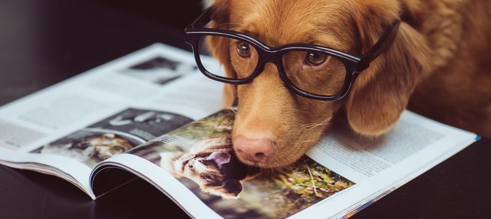 Celebrate National Dog Day with 14 of the best doggone stories we’ve got
