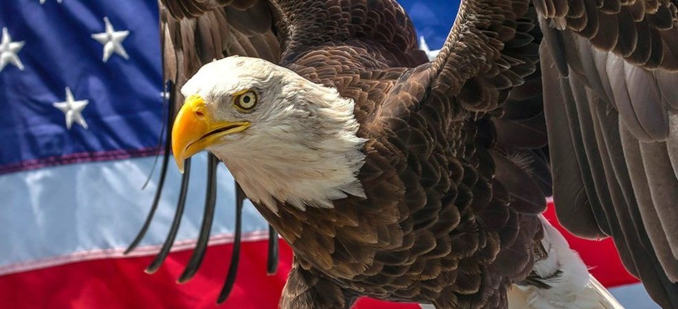 Famous Bald Eagle to Visit Marion Saturday