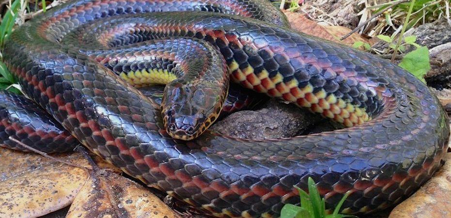 Elusive rainbow snake spotted in Florida national forest for first time in 50 years, experts say