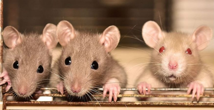 A case of hantavirus has been reported in China. Here’s why you shouldn’t worry.